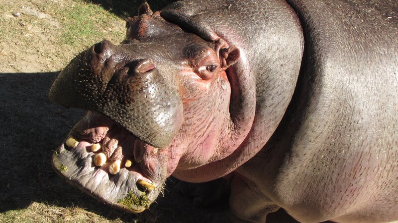 Hippopotamus with Open Mouth — Gray, Natural