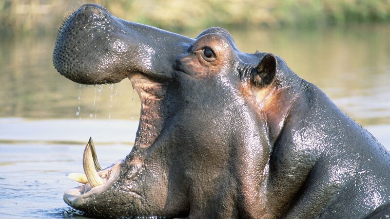 Hippopotamus with Open Mouth — Gray