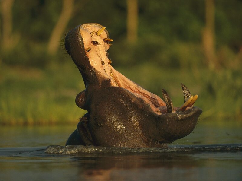 Hippopotamus with Open Mouth
