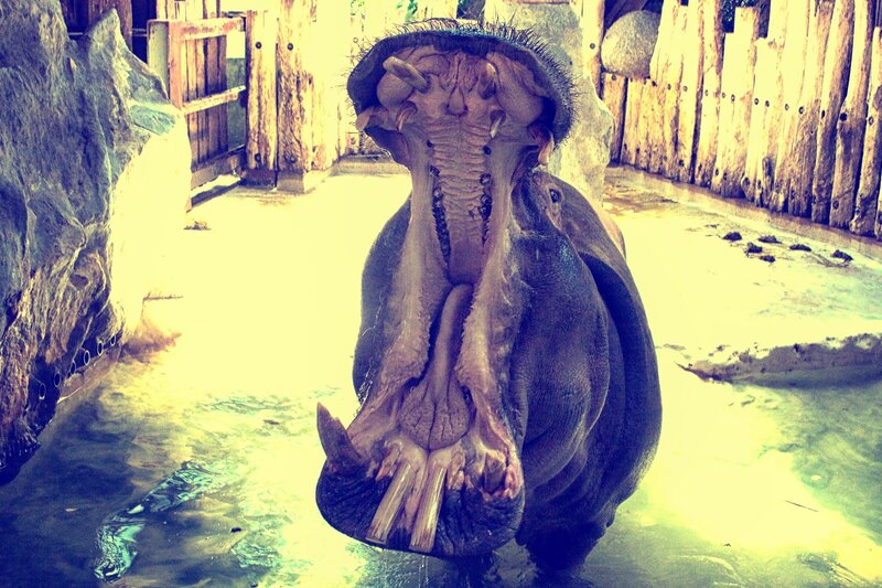 Hippopotamus with Open Mouth — Yellow