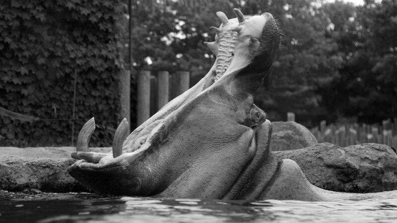 Hippopotamus Yawning — Black, Dramatic