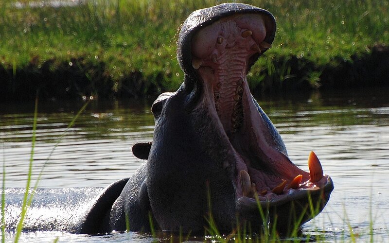 Hippopotamus Yawning — Black