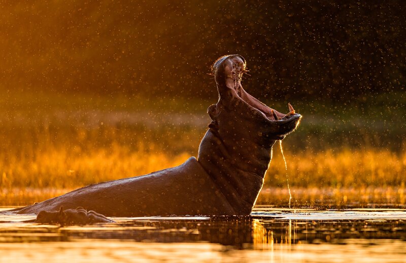 Hippopotamus Yawning — Gold