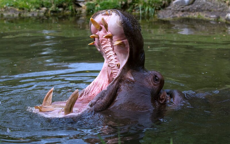 Hippopotamus Yawning — Green
