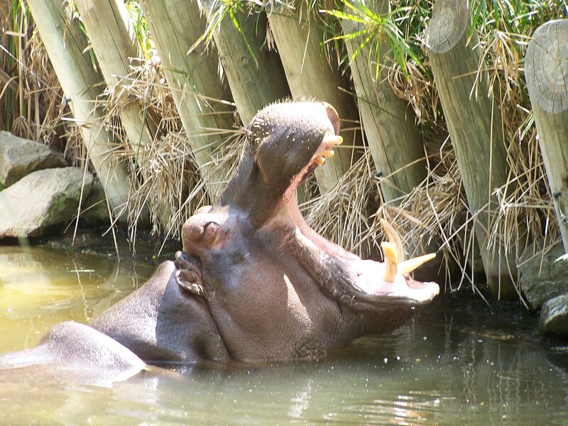 Hippopotamus Yawning