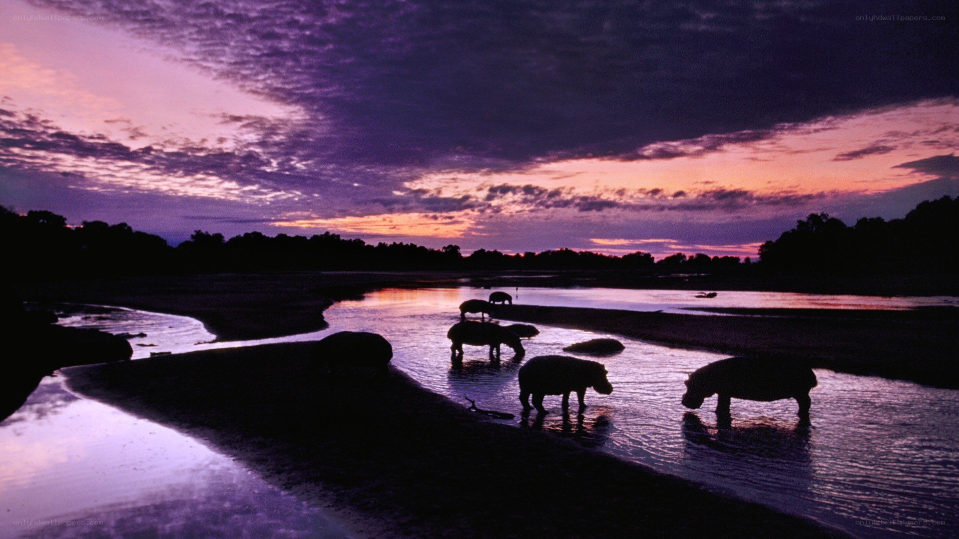 Hippos at sunset in a river