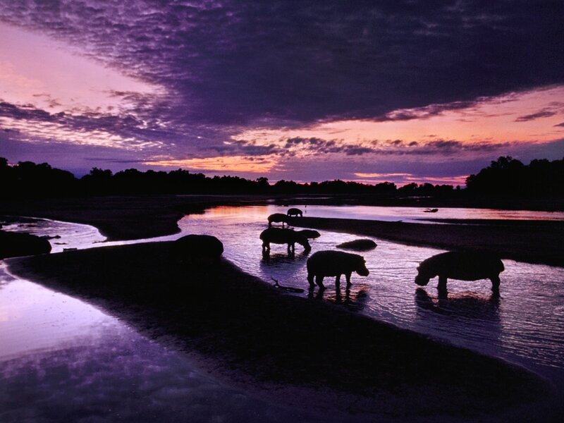 Hippos at sunset in river