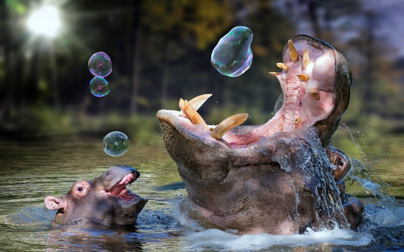 Hippos Blowing Bubbles