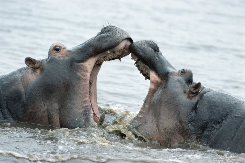 Hippos fighting in water