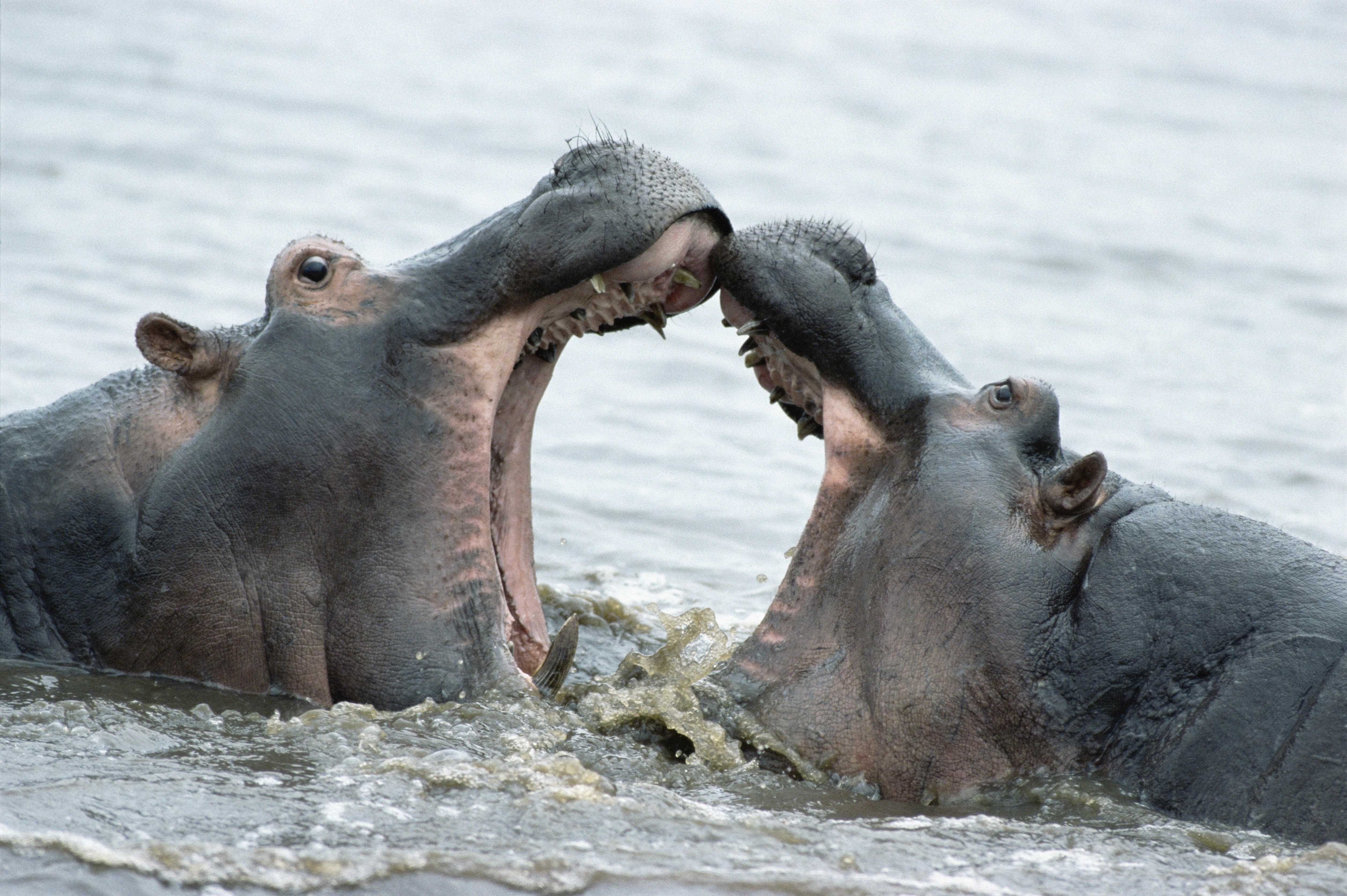Hippos fighting in water