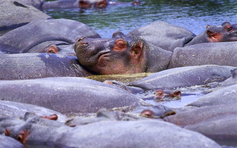 hippos in a river