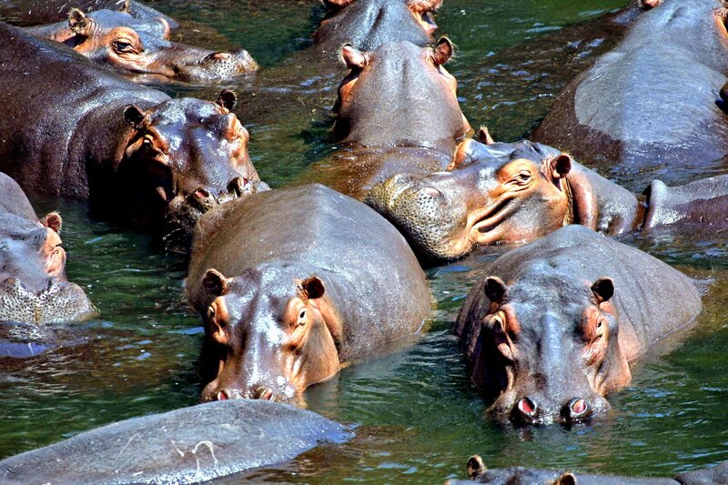 hippos in a river