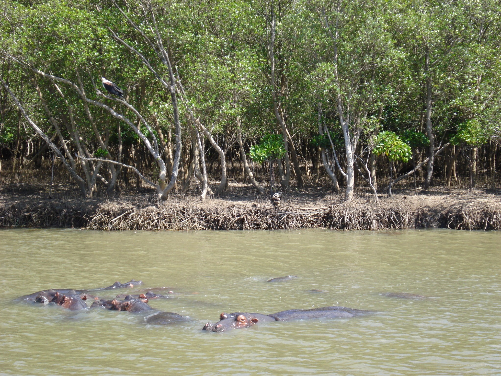 Hippos in a river with mangroves
