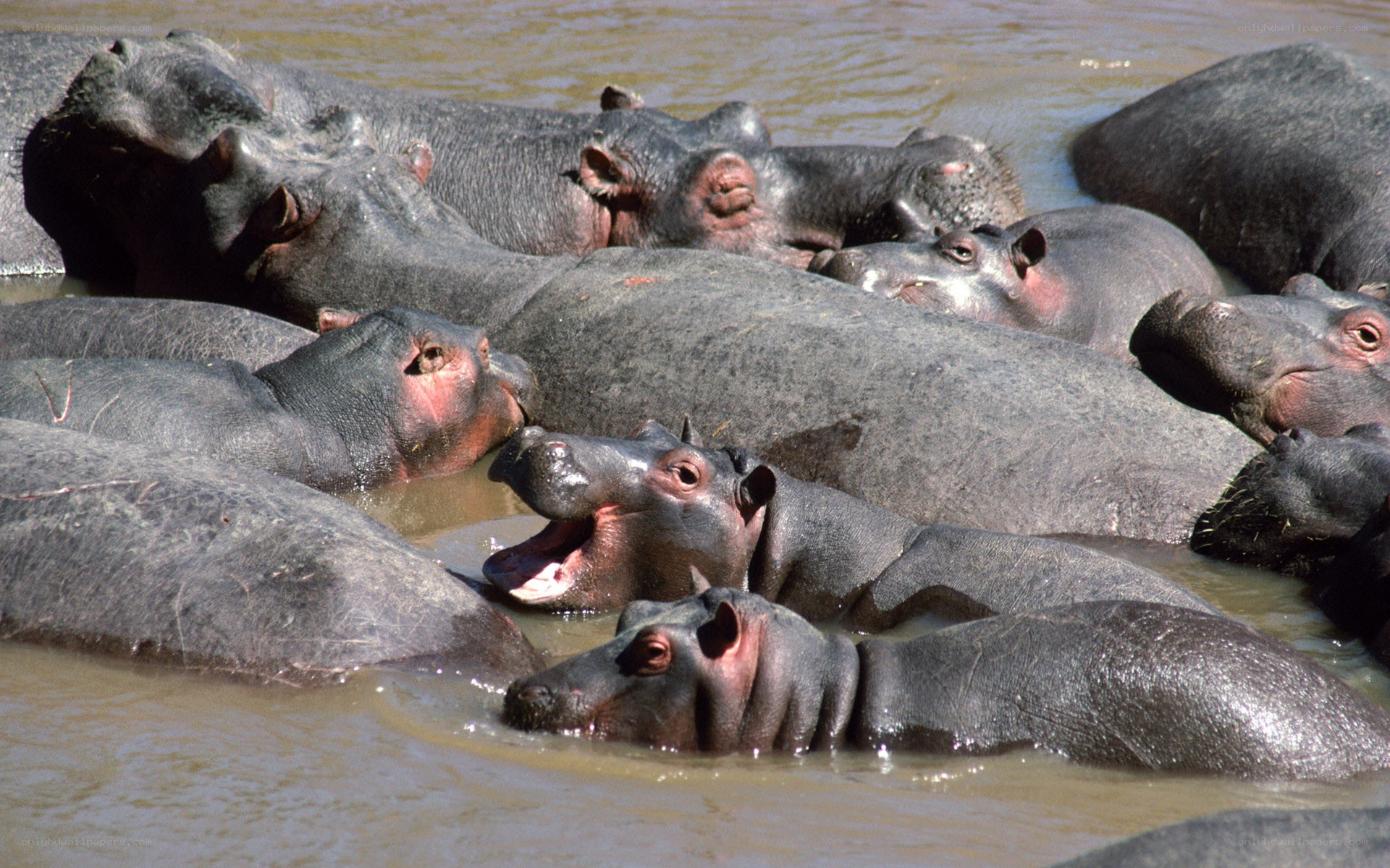 hippos in a river