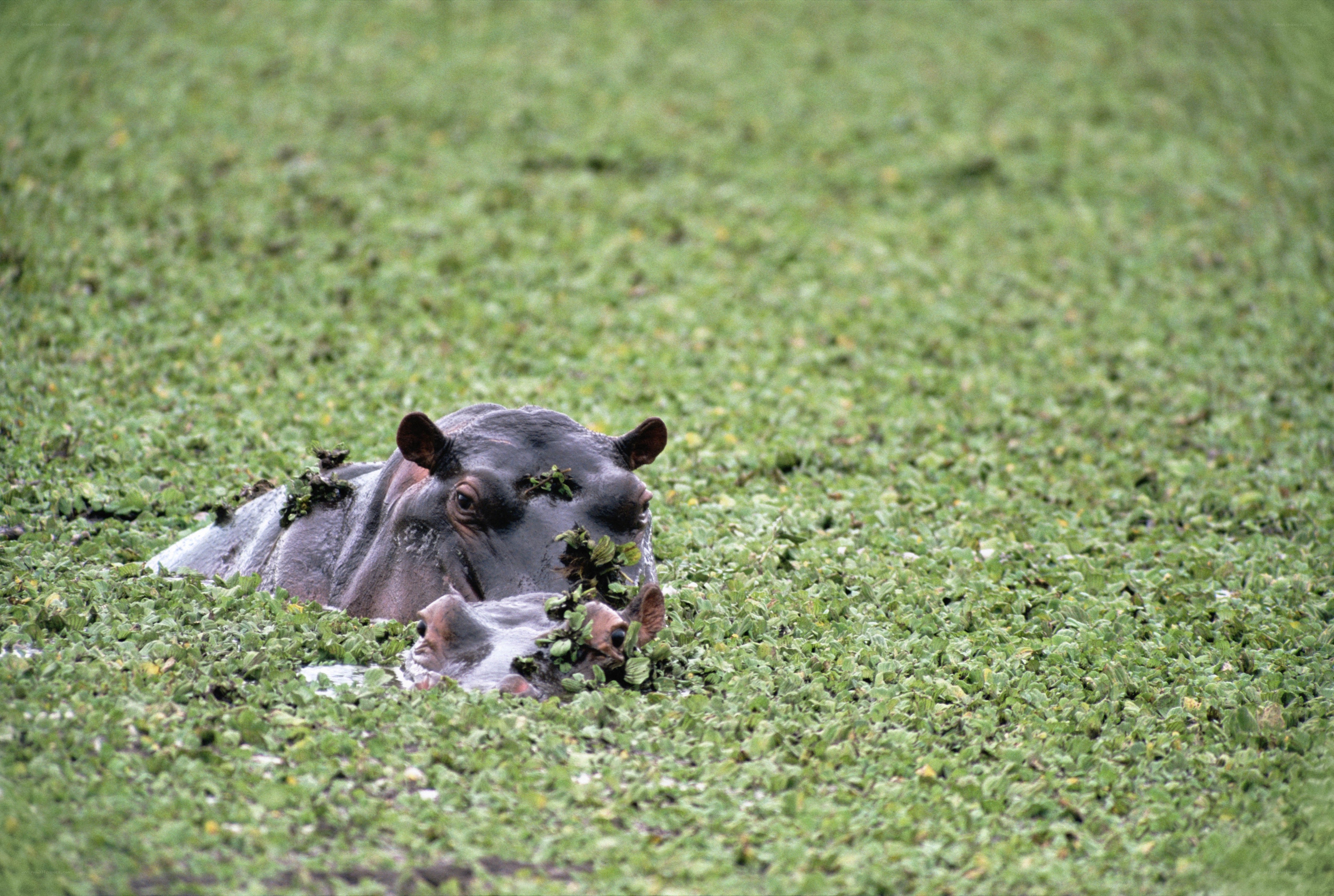 Hippos in aquatic plants