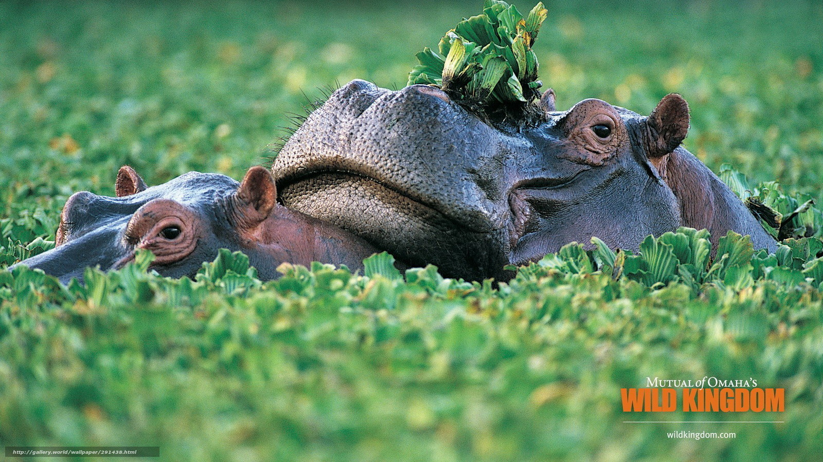Hippos in aquatic plants