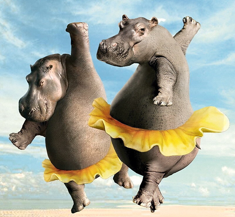 hippos in ballet skirts