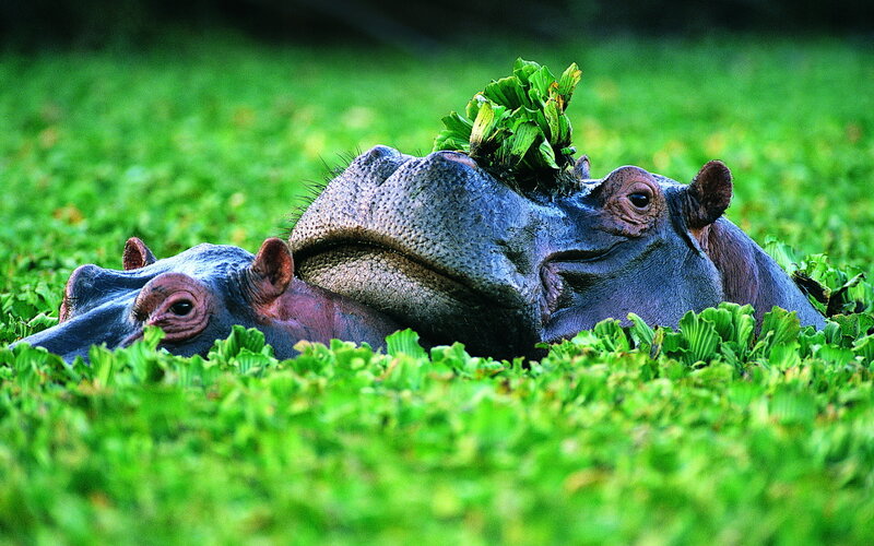 Hippos in Green Plants
