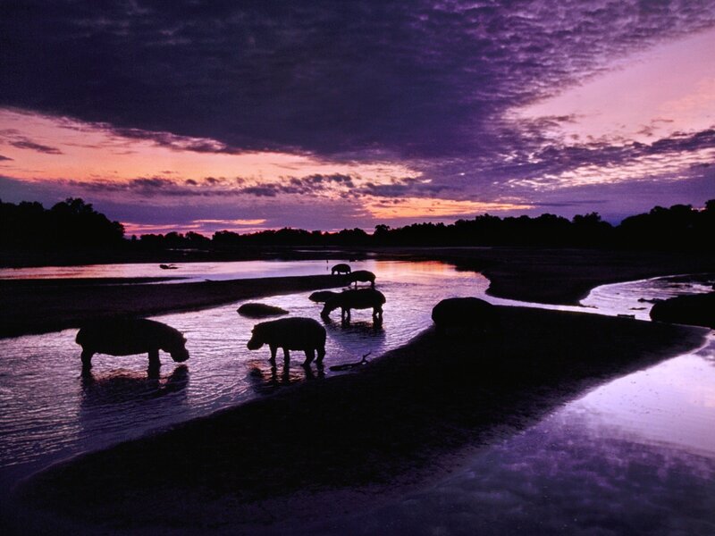 Hippos in River — Purple