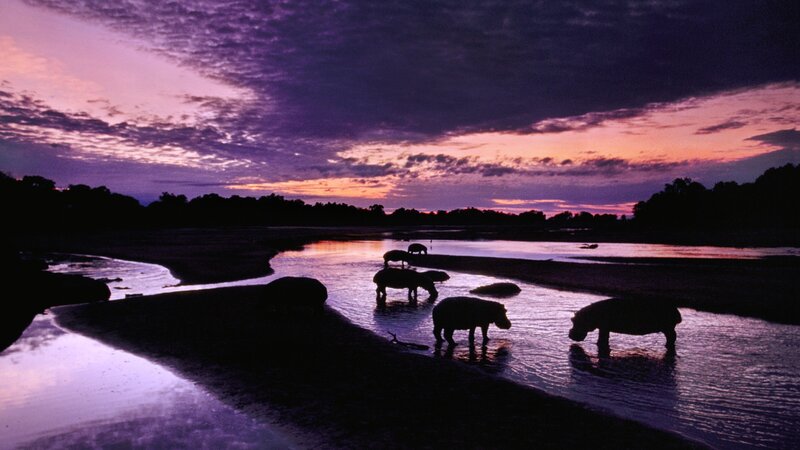 Hippos in River