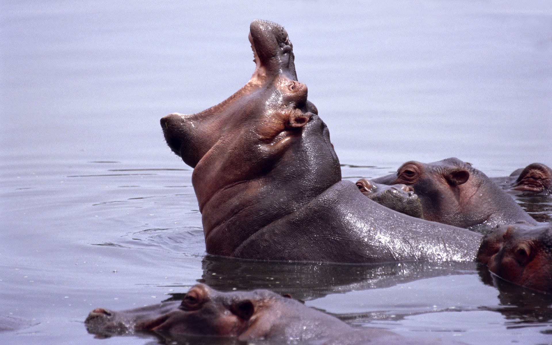 Hippos in the water