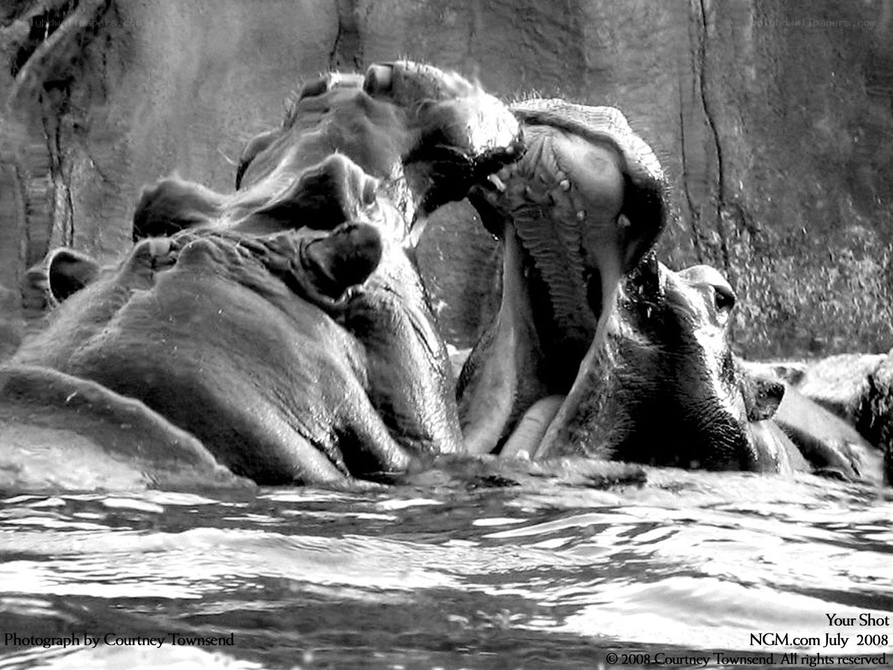 Hippos in the water