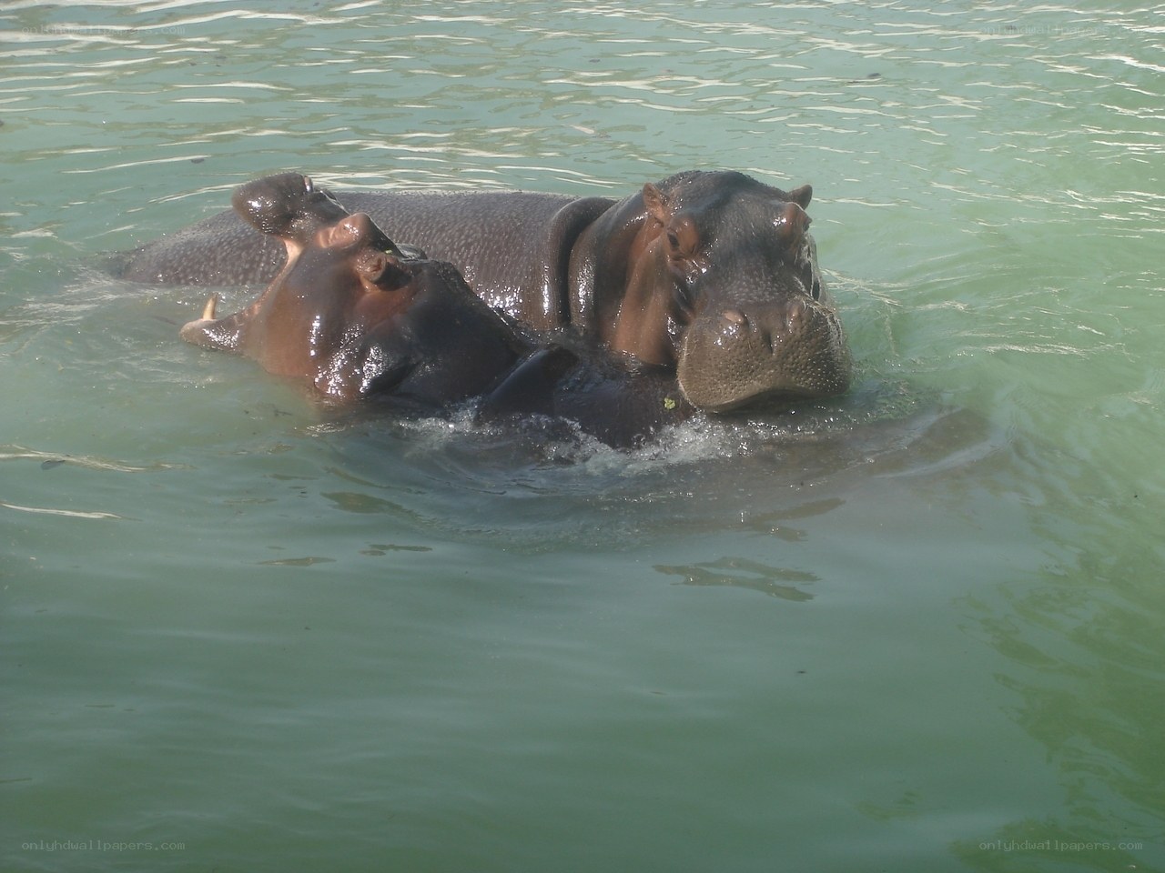 Hippos in the water