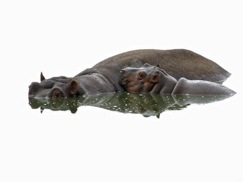 hippos in the water