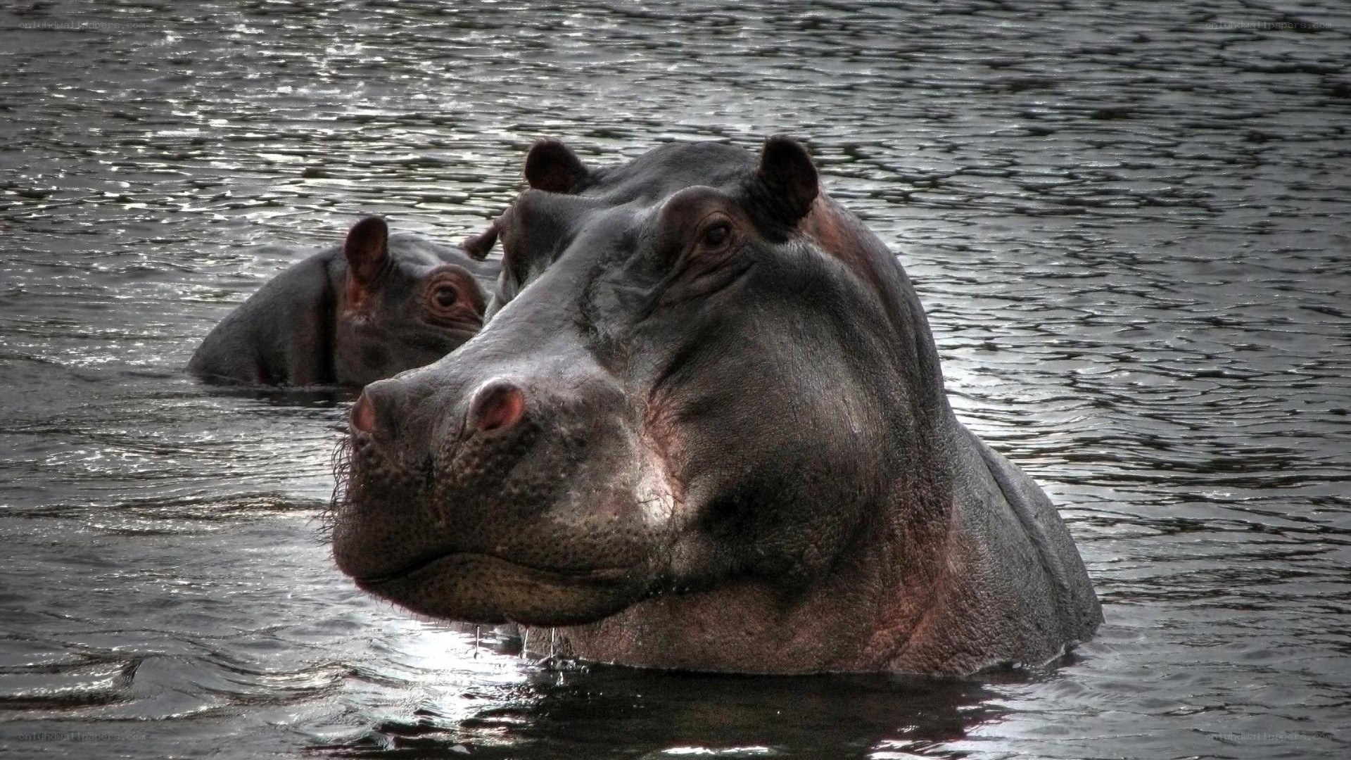 Hippos in the water