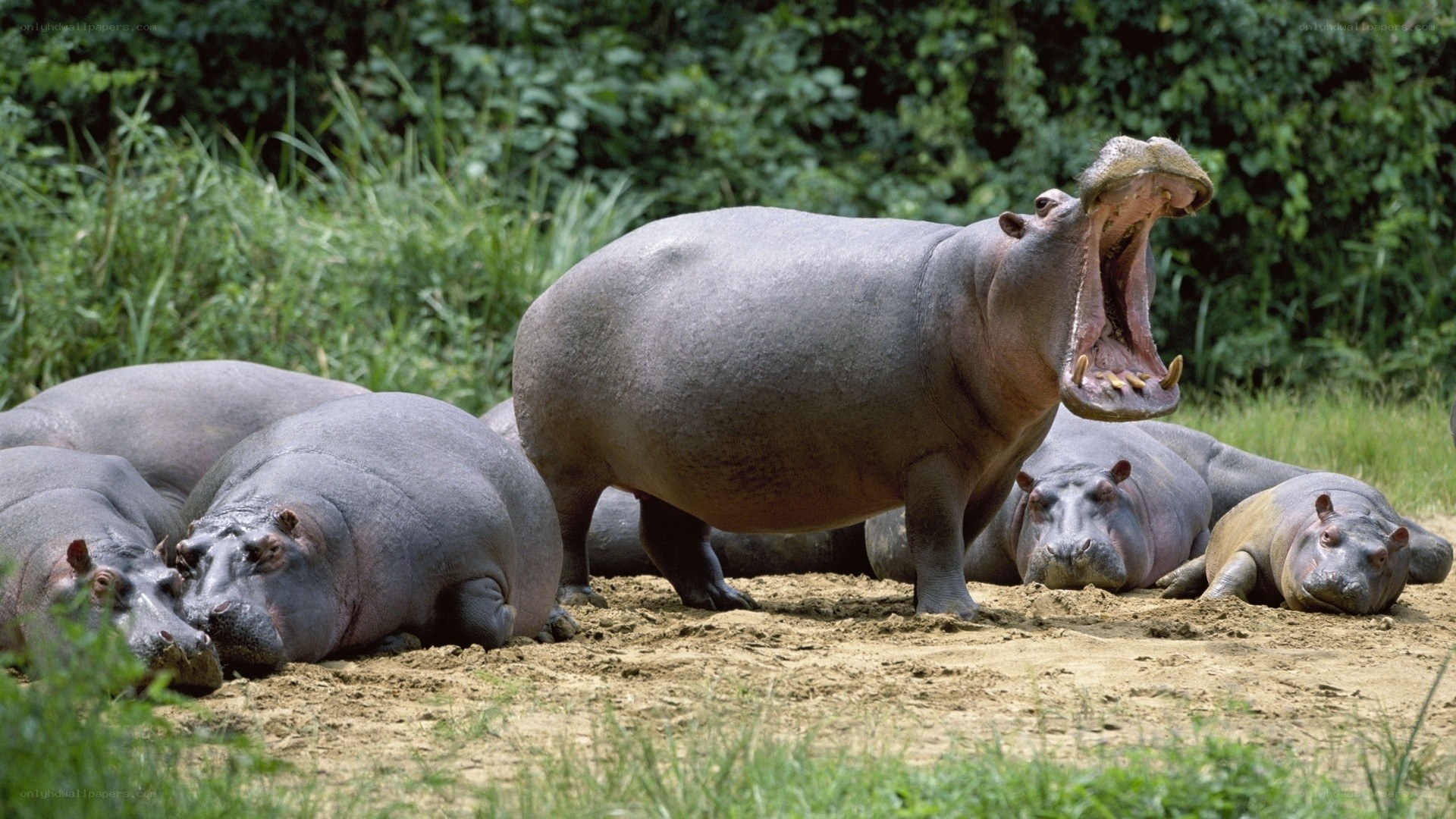 Hippos in the wild
