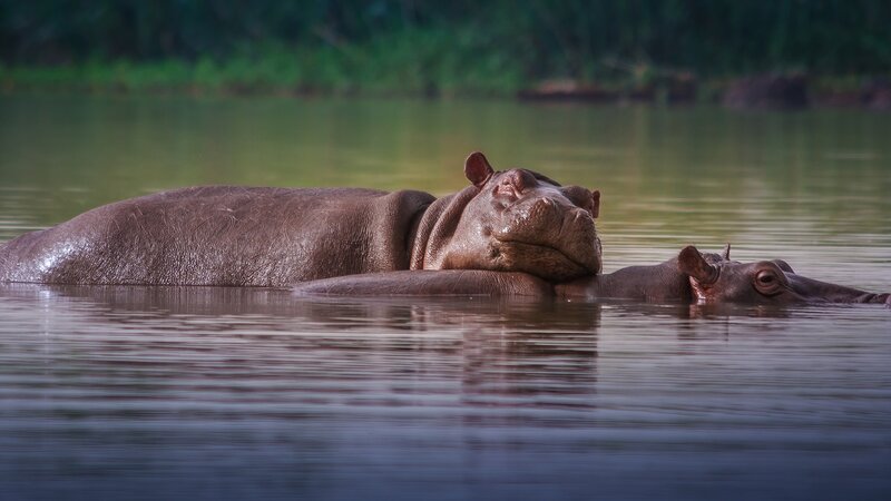 Hippos in Water — Brown