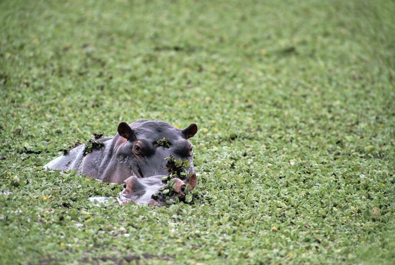 Hippos in Water — Green