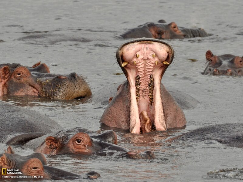 Hippos in water with open mouths