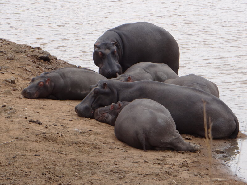 Hippos on Riverbank