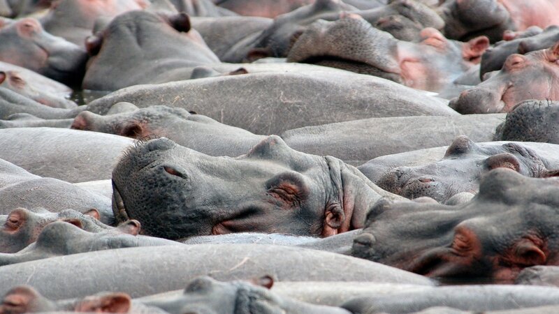 hippos resting in water