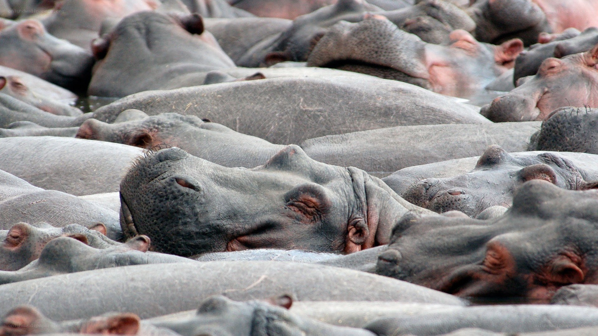 hippos resting in water