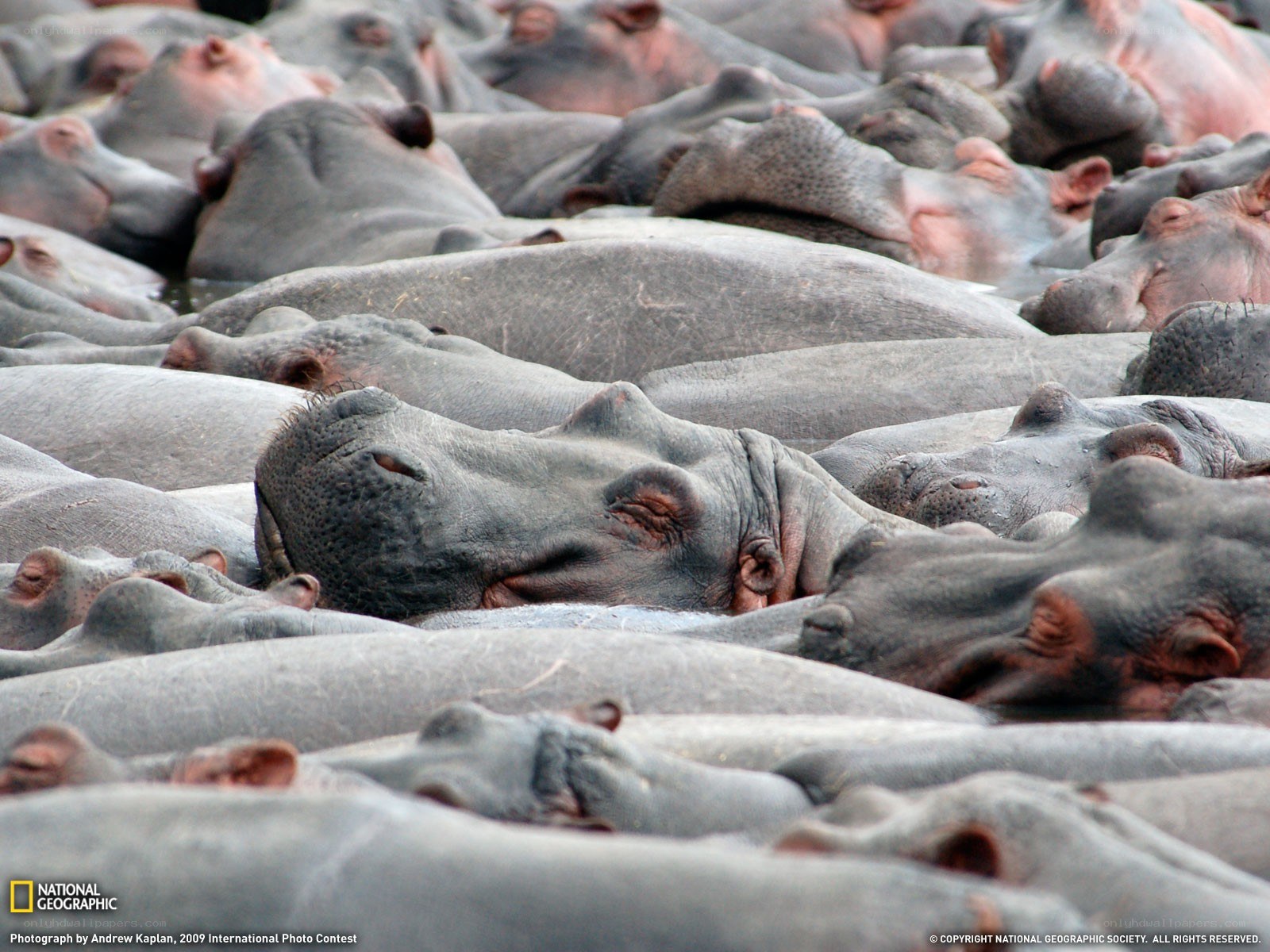Hippos resting in water