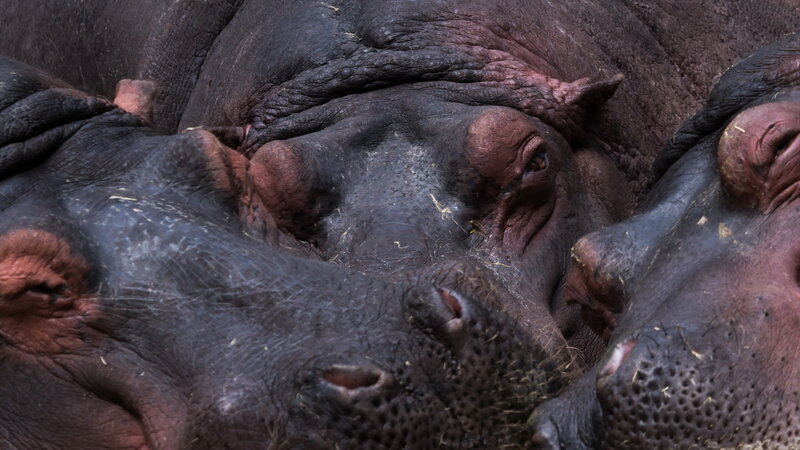 Hippos Resting Together — Gray