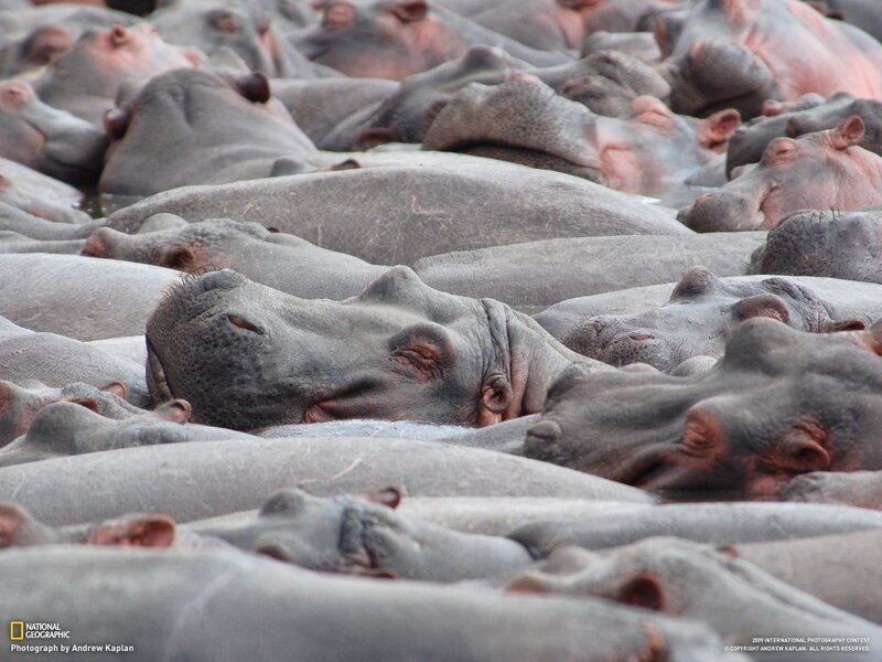 hippos resting together