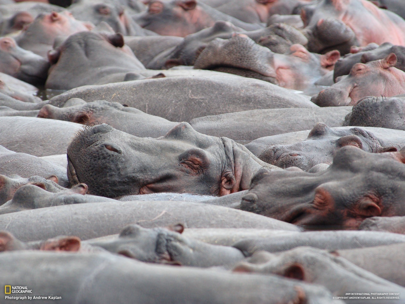hippos resting together