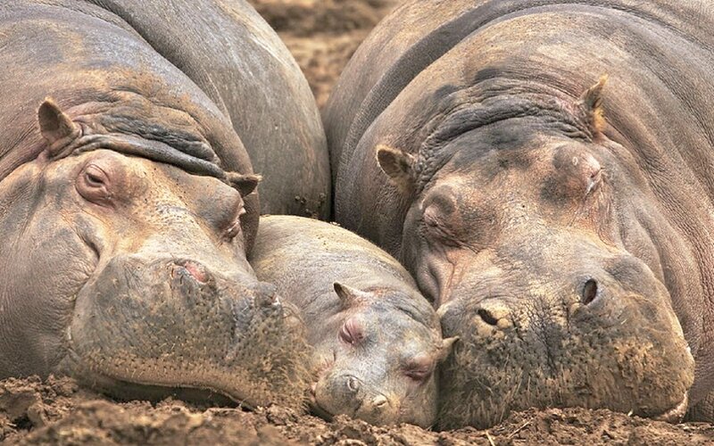 Hippos Sleeping Together
