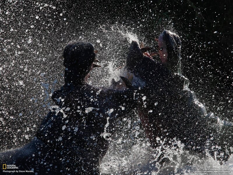 Hippos splashing in water