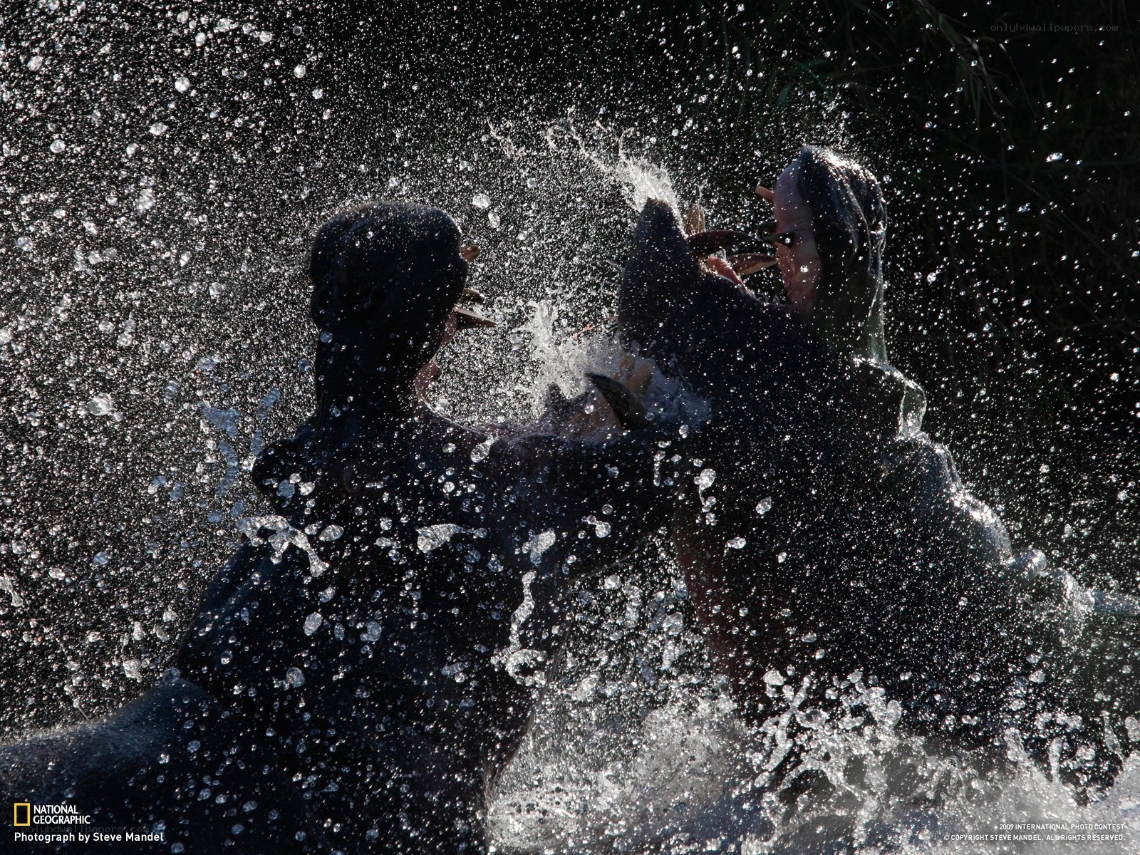 Hippos splashing in water