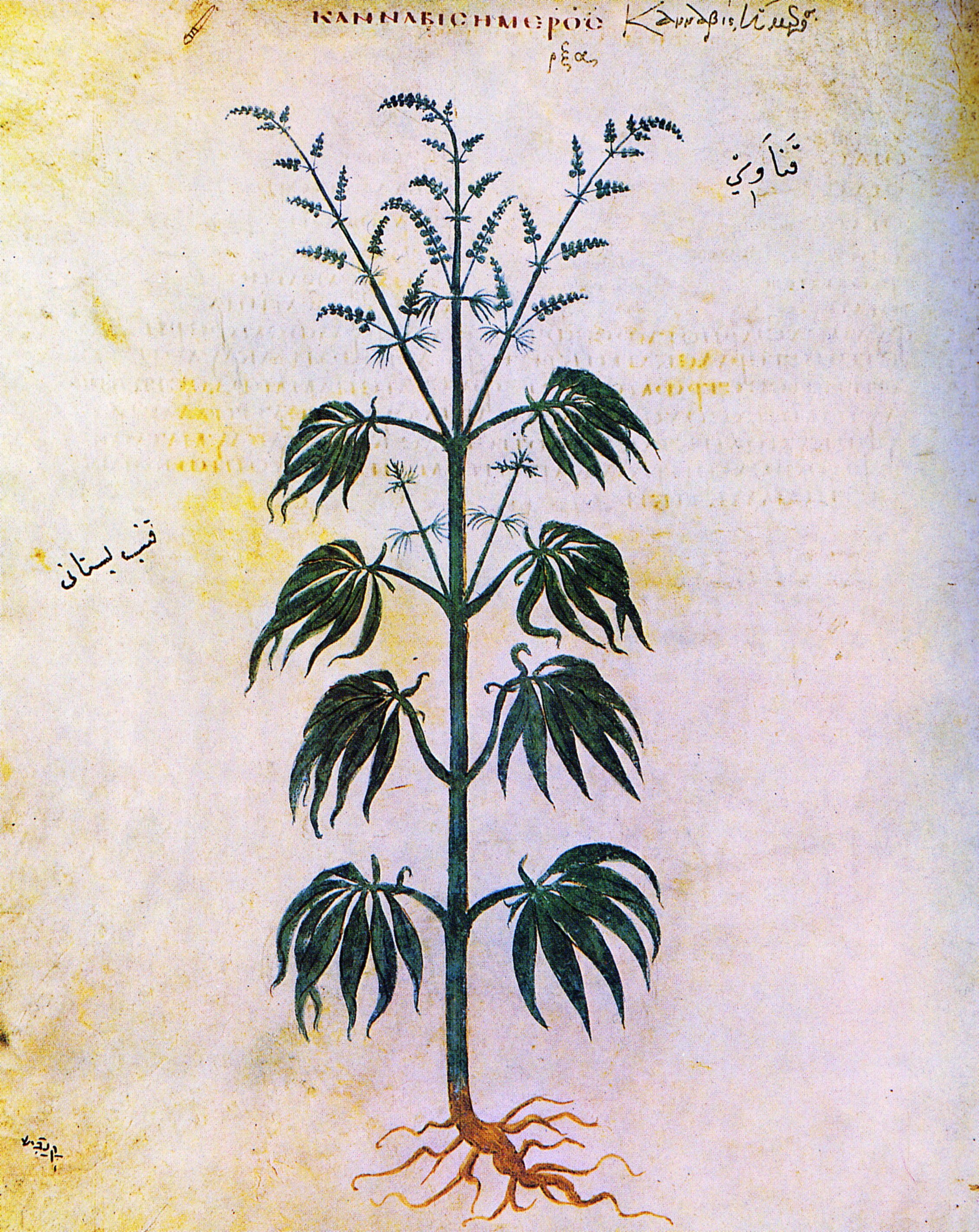 Historical cannabis illustration