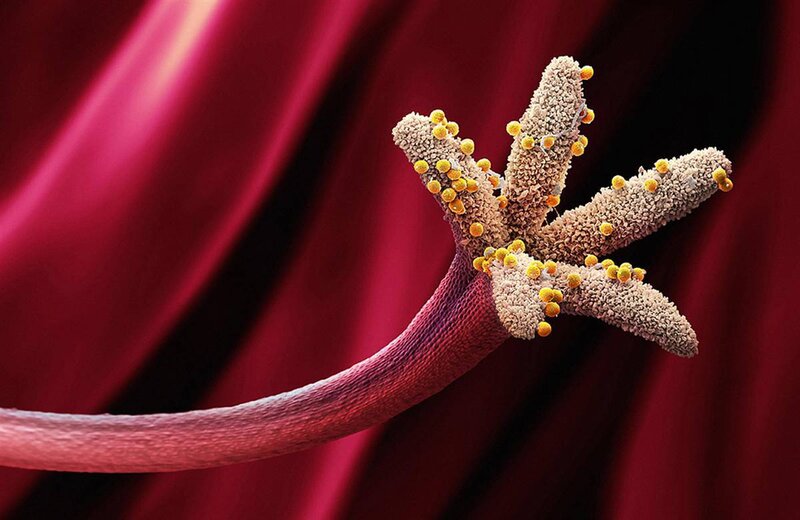 HIV virus on a cell