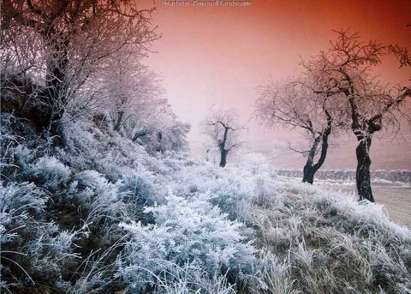 Hoarfrost-covered Landscape