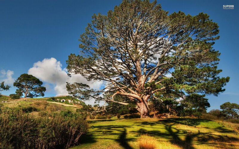 Hobbiton landscape with large tree