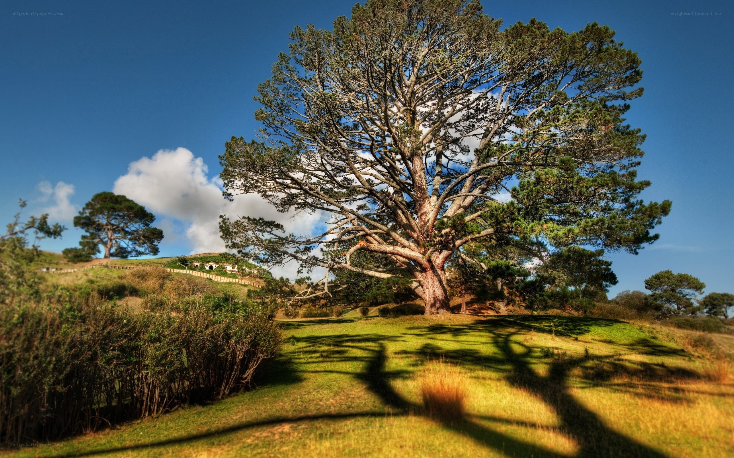 Hobbiton landscape with tree