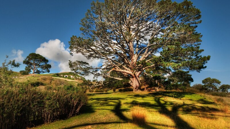 Hobbiton landscape with tree