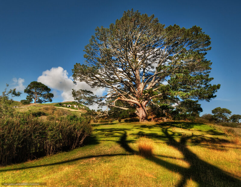 Hobbiton landscape with tree